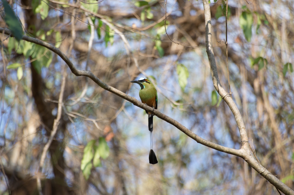 Turquoise MotMot