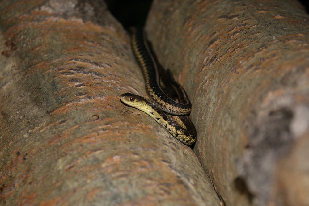 snake between trunks