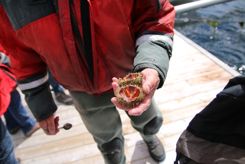 fresh sea urchin