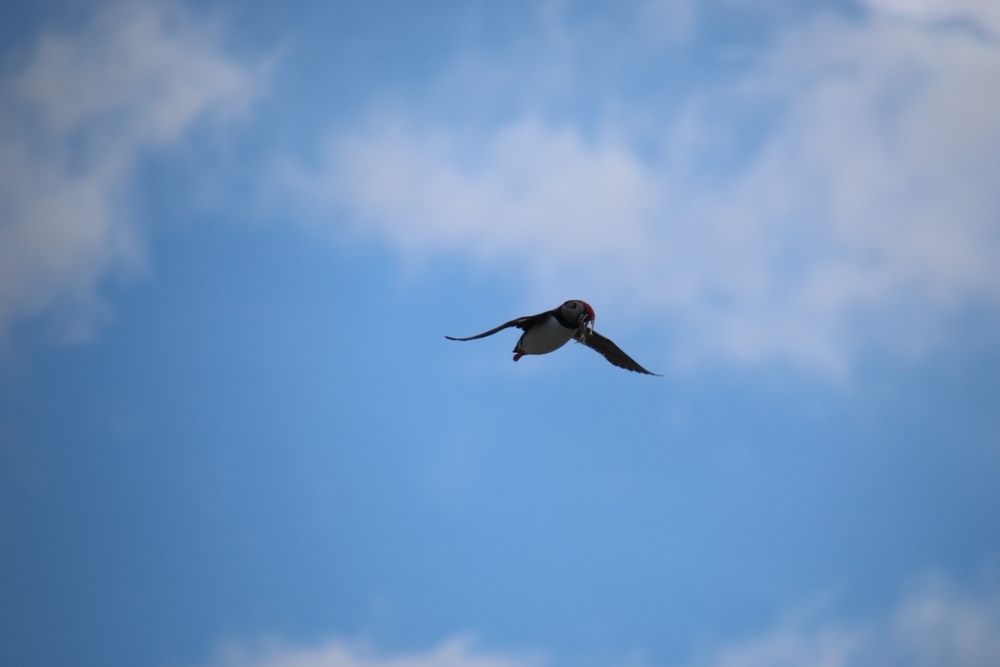 puffin with catch