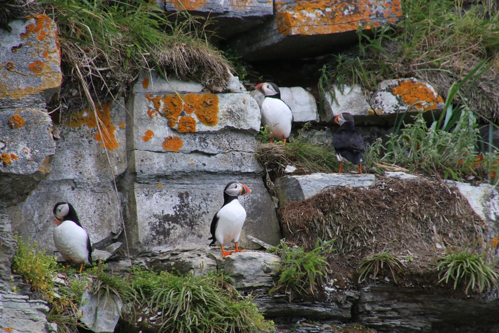 puffins