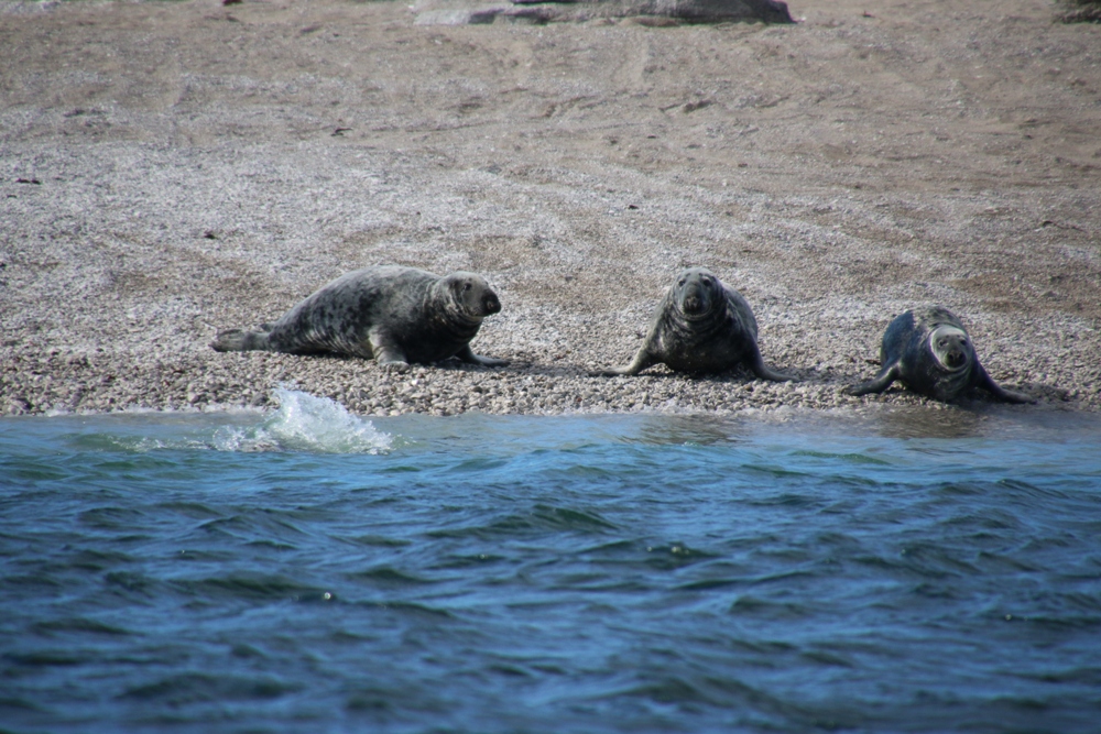 seals