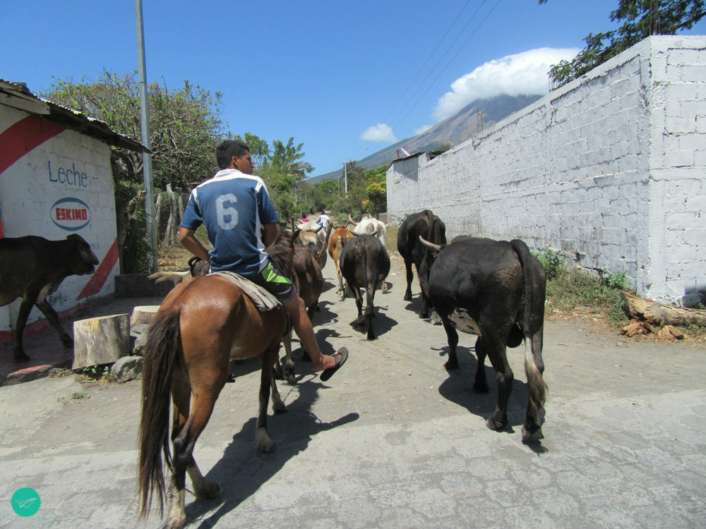 Nicaraguan Farmer with herd