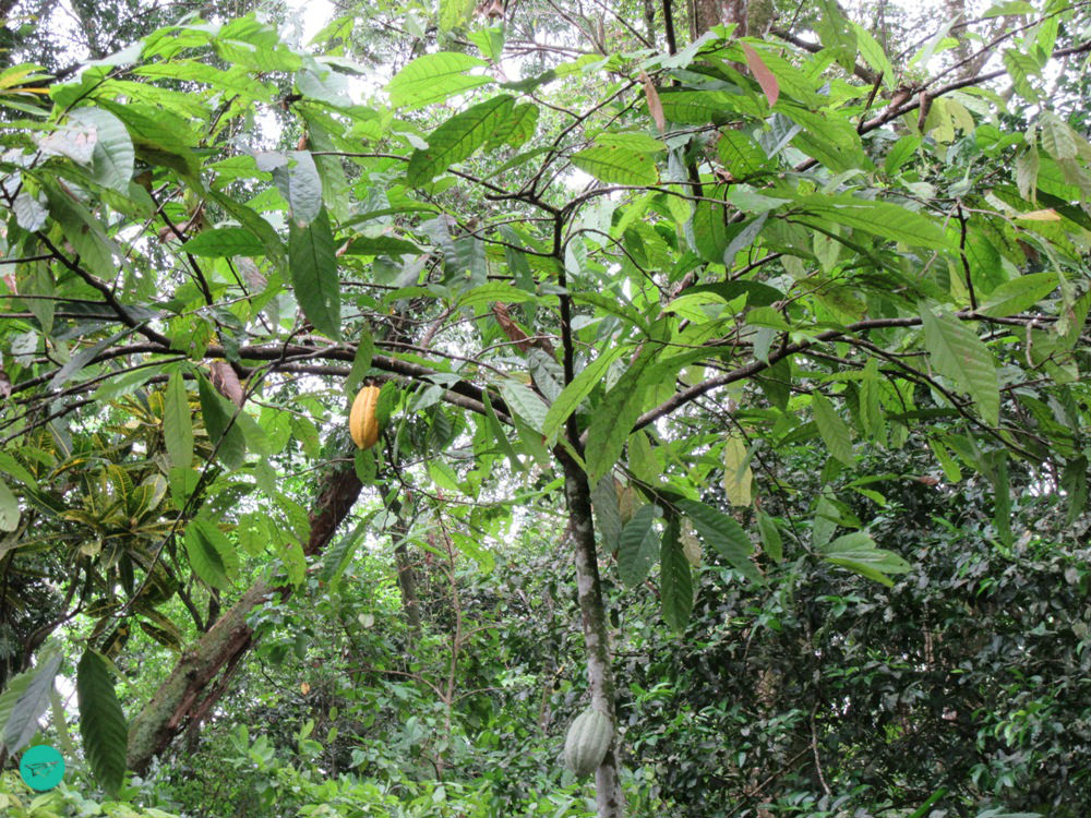 cacao tree