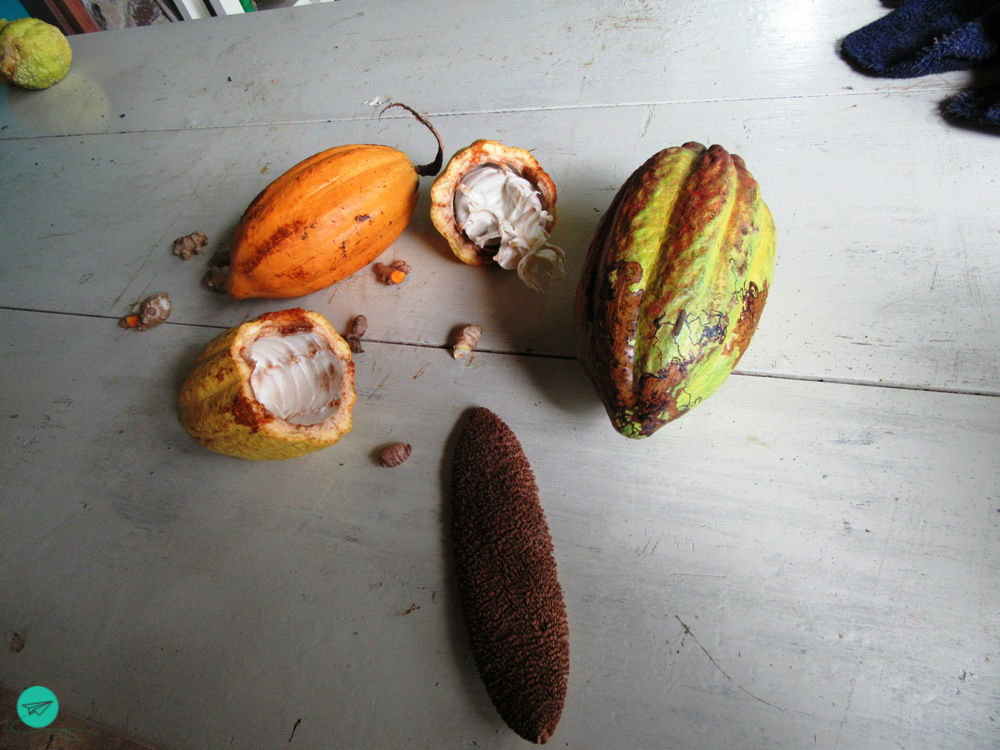 ensemble of cacao fruits