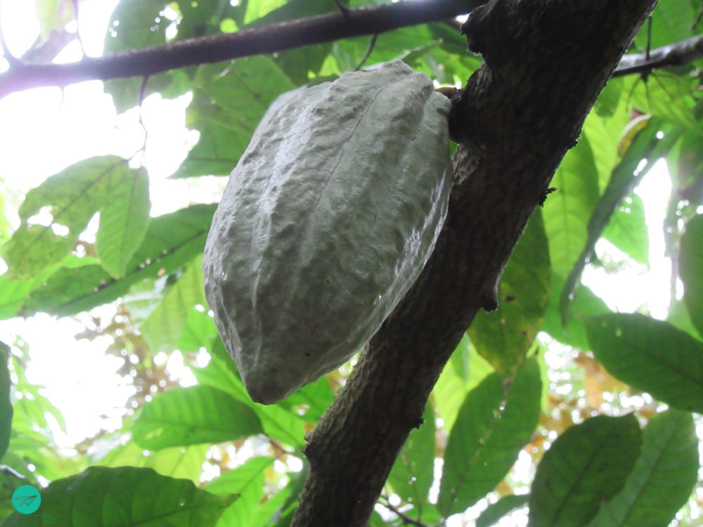 green cacao fruit