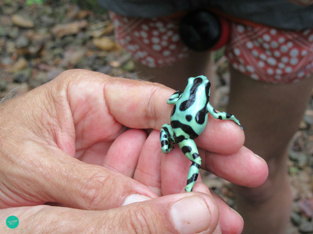 green poison dart frog