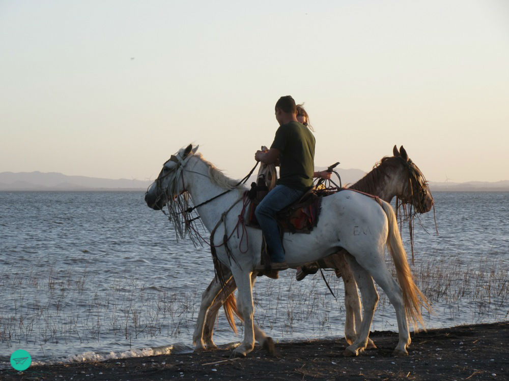 horses at sunddown