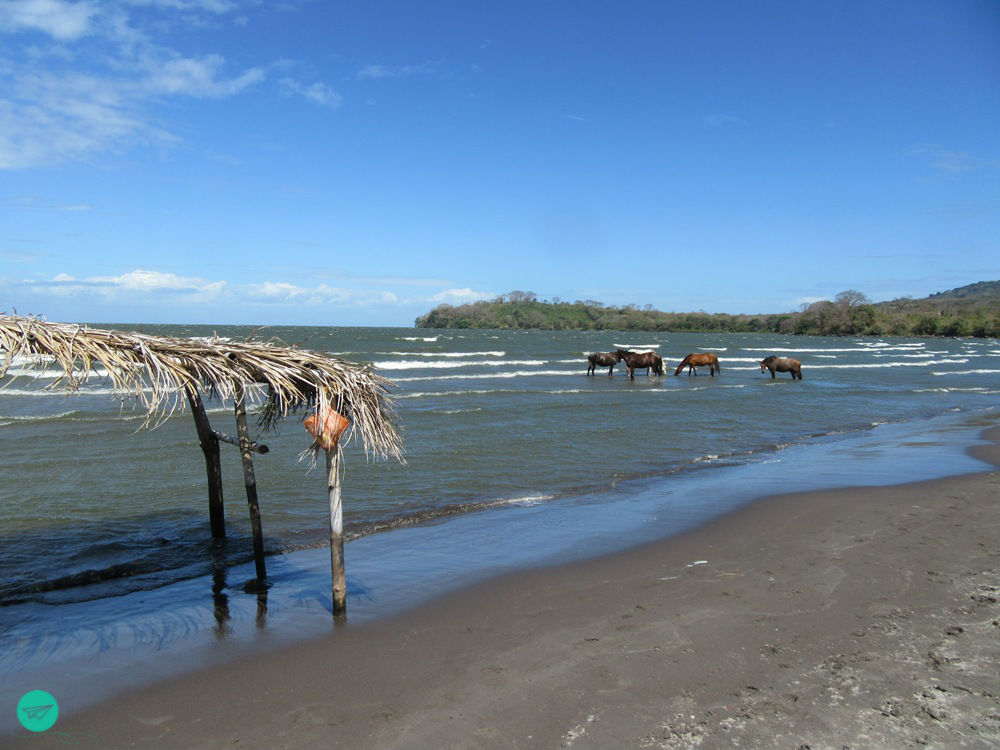 horses in the water