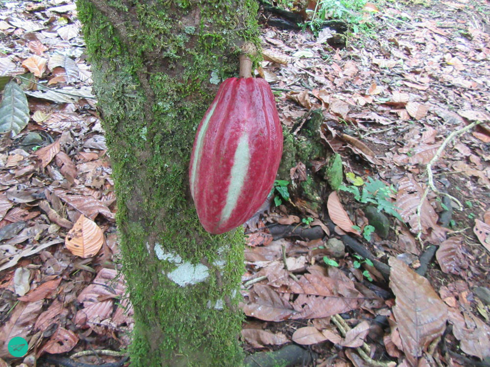 red cacao fruit
