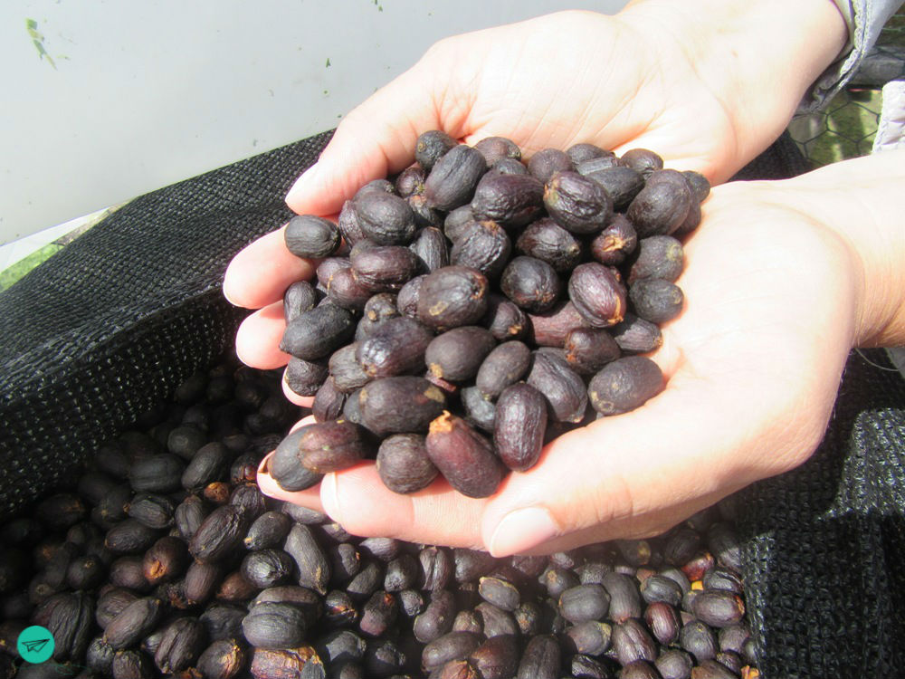 dried cherries