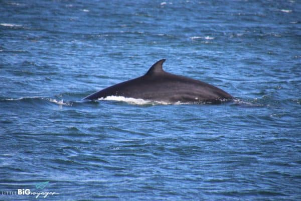 whale in Saint Lawrence River