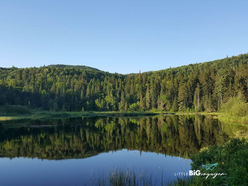 trees reflecting in lac provost