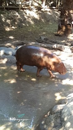 hippo at Buin Zoo