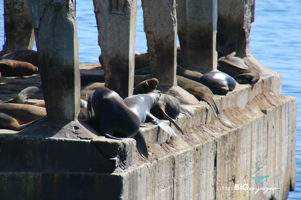 sea lion colony at the port of Valpariso