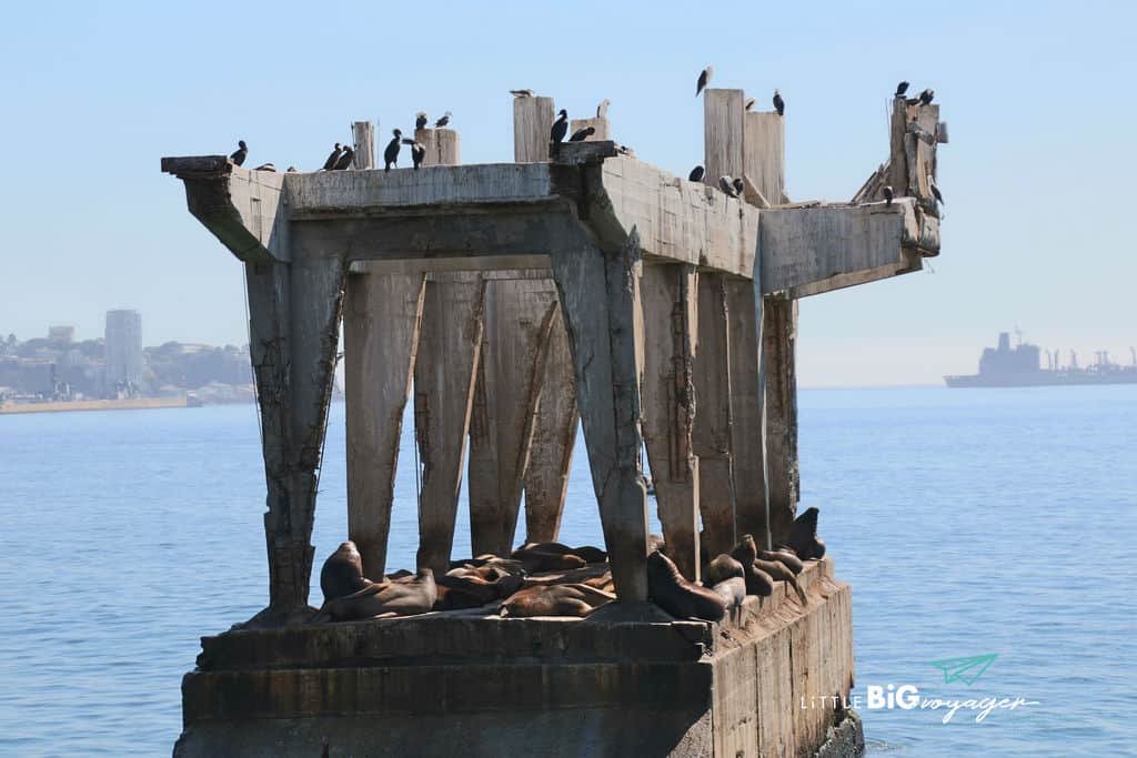 sealions on a plattform at the port of Valparaiso